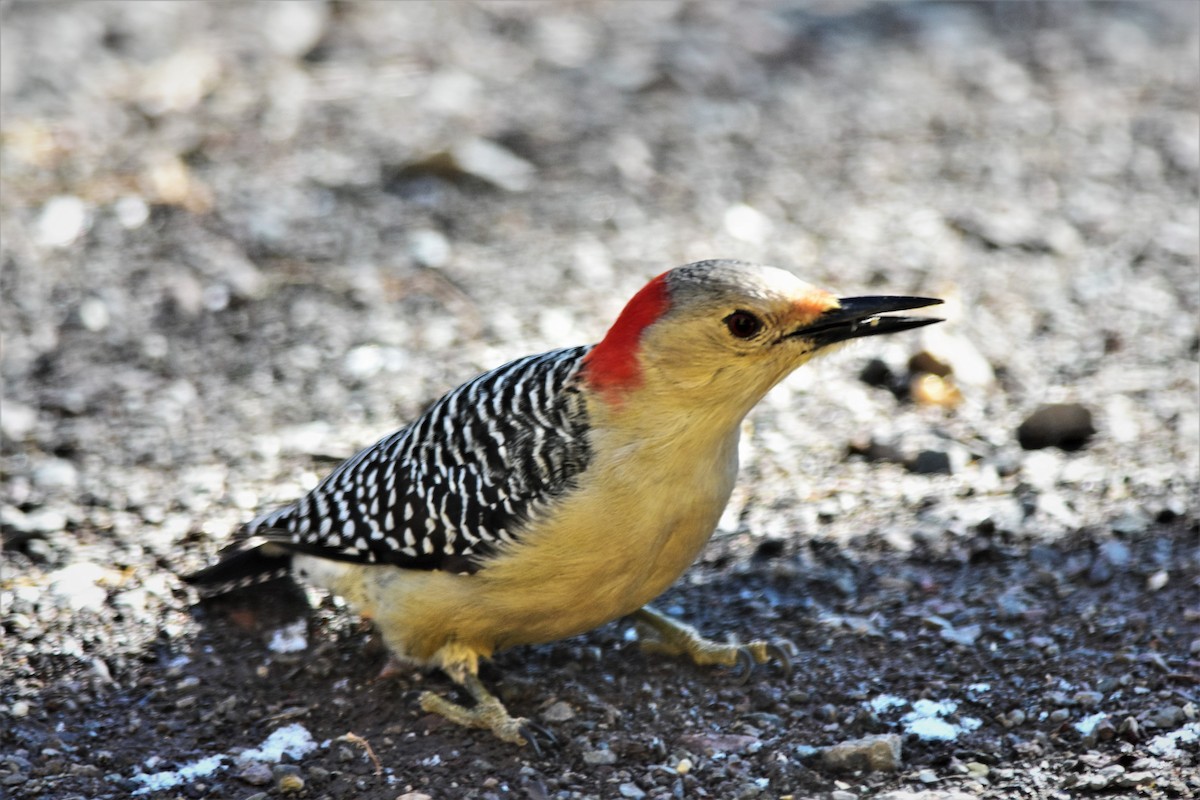 Red-bellied Woodpecker - ML146249561