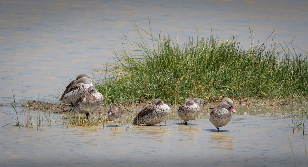 Cape Teal - Deb Ford