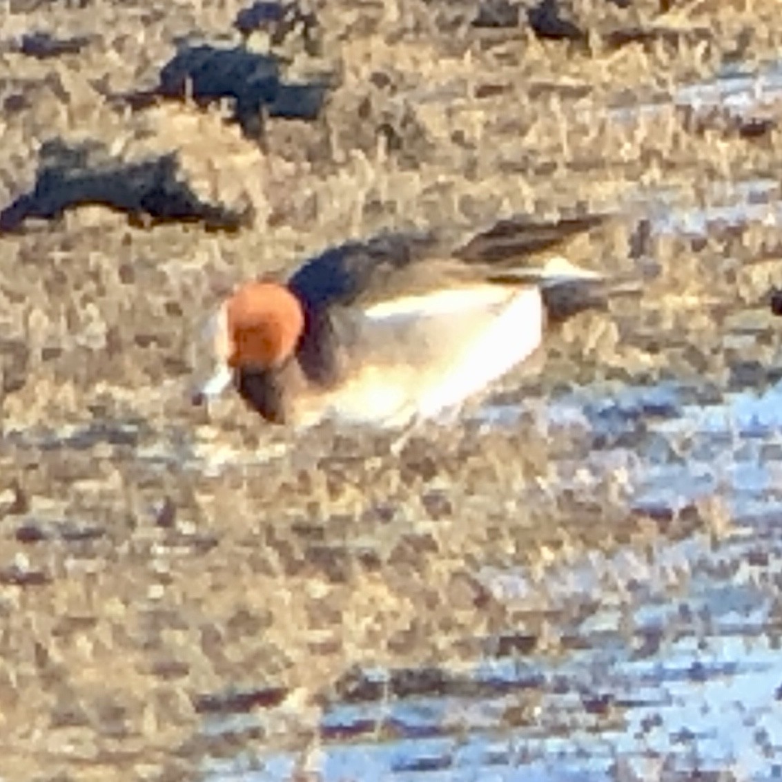 Eurasian Wigeon - Diane Roberts