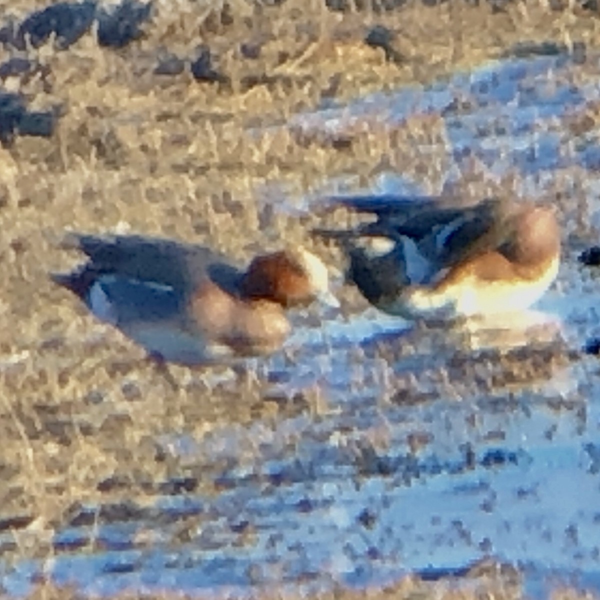 Eurasian Wigeon - ML146250951