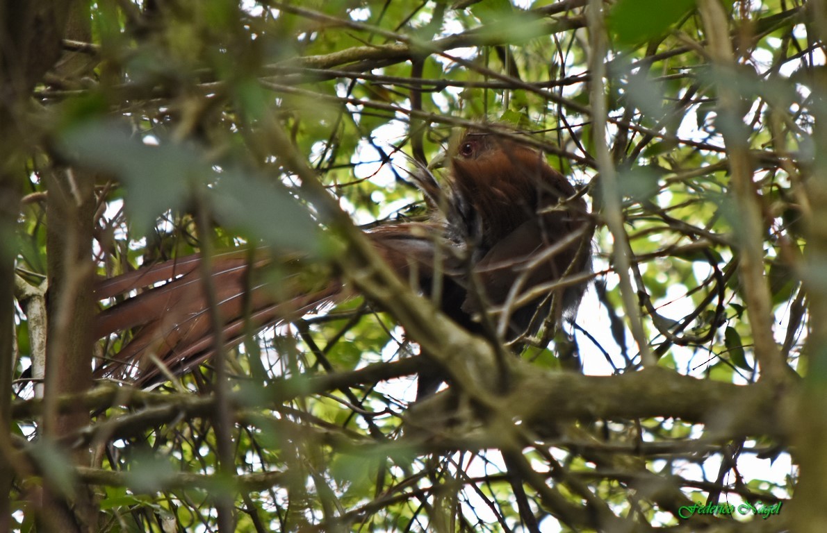 Squirrel Cuckoo - ML146252811