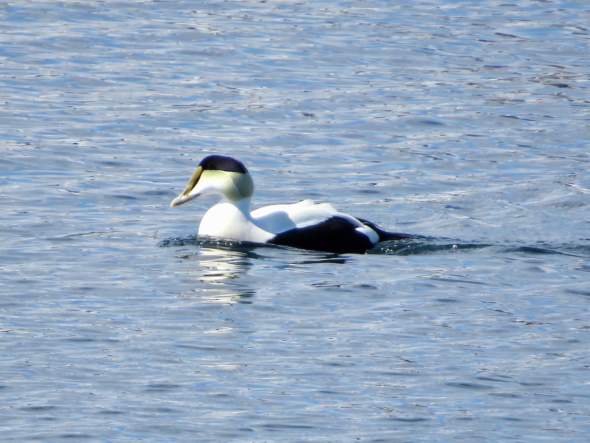 Common Eider - Marjorie Watson