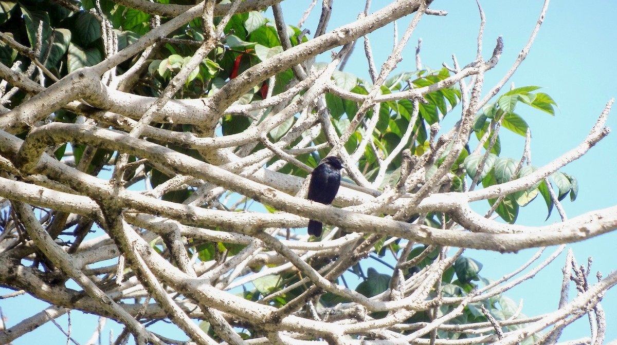 Blue-black Grassquit - Giancarlo Vera