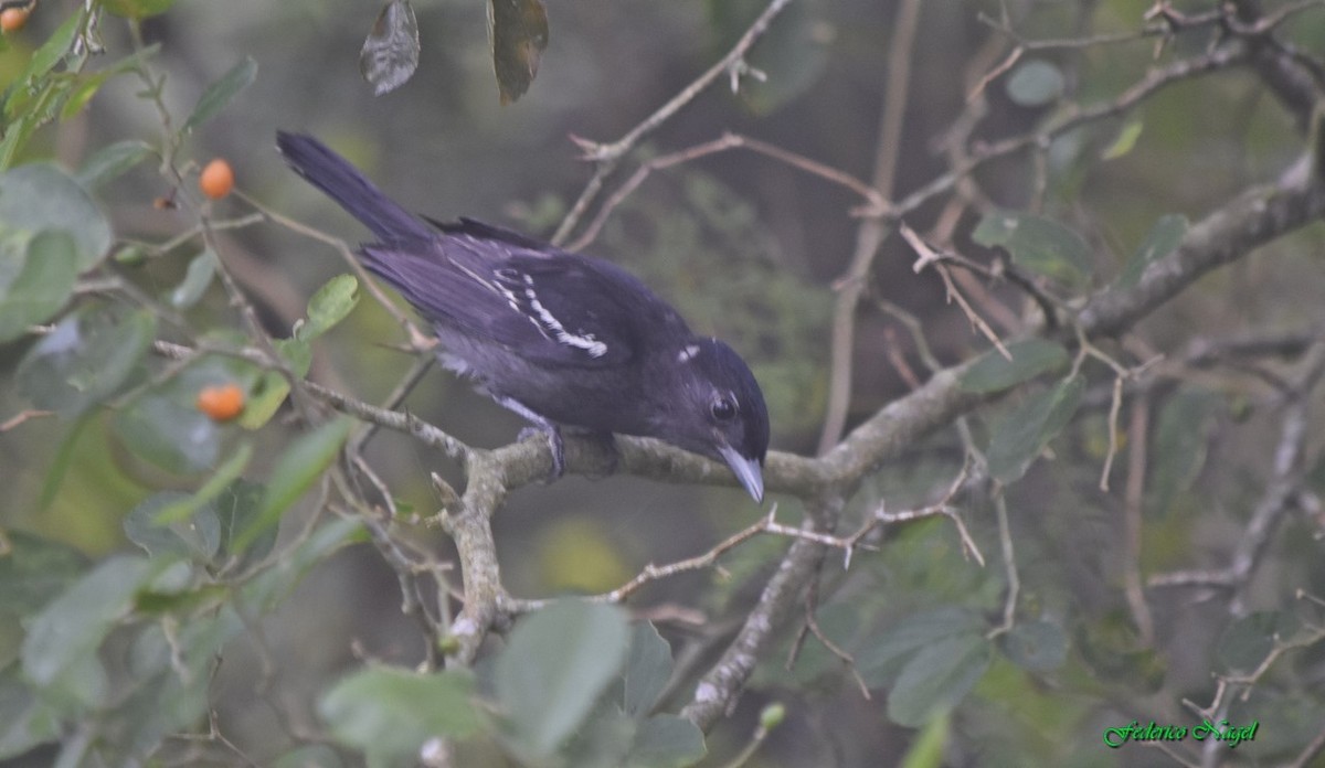 White-winged Becard - ML146254731