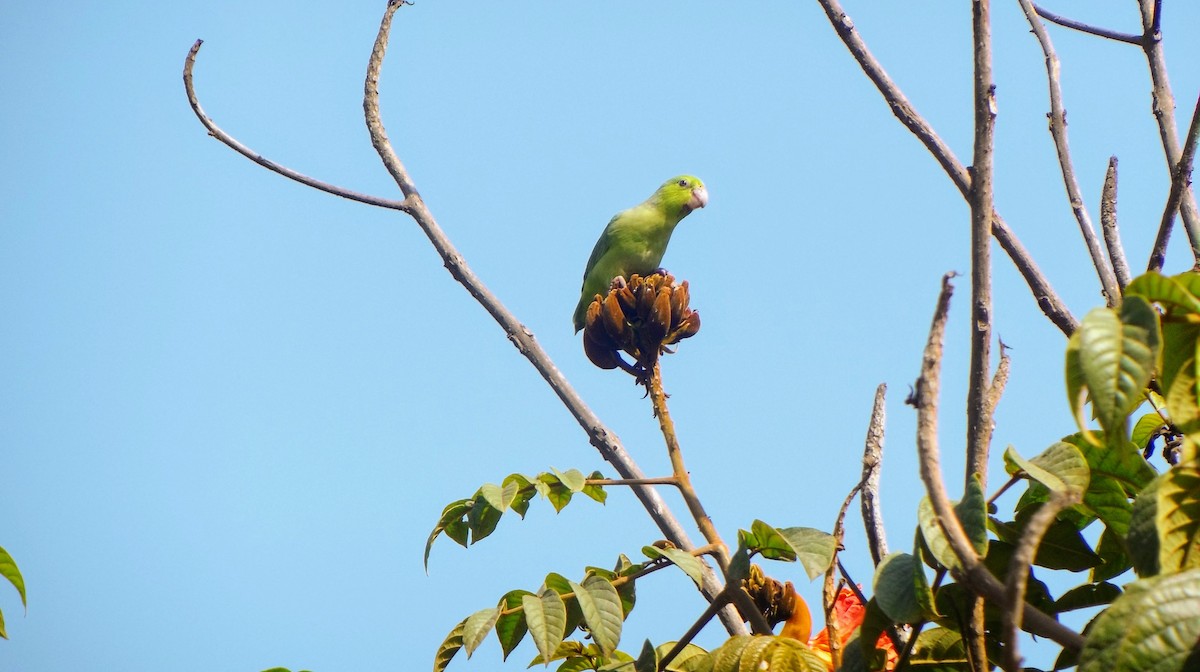 Pacific Parrotlet - ML146254761