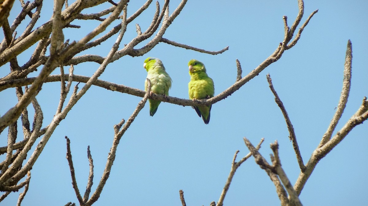 Pacific Parrotlet - ML146256401