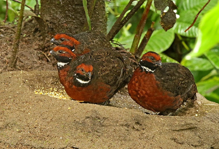 Rufous-fronted Wood-Quail - Roger Ahlman