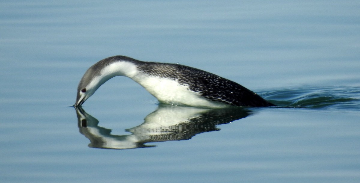 Red-throated Loon - shelley seidman