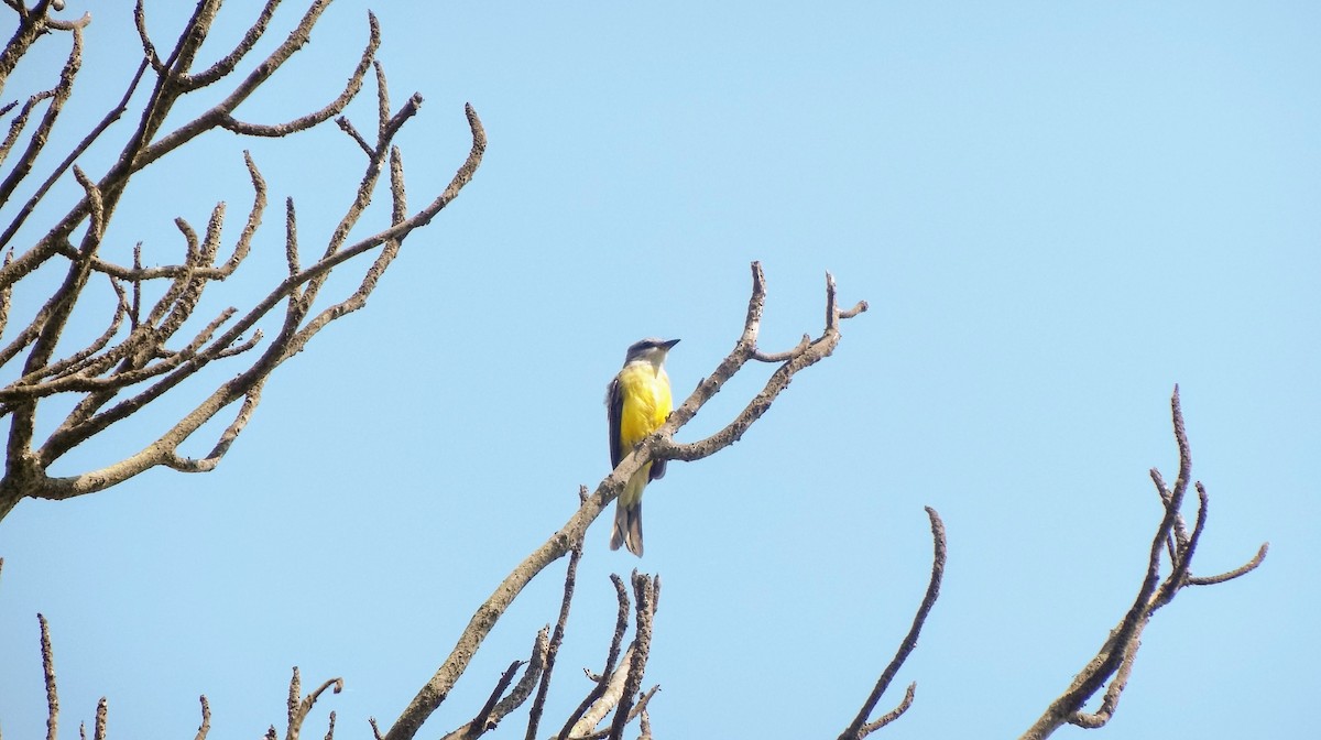 Tropical Kingbird - ML146257921