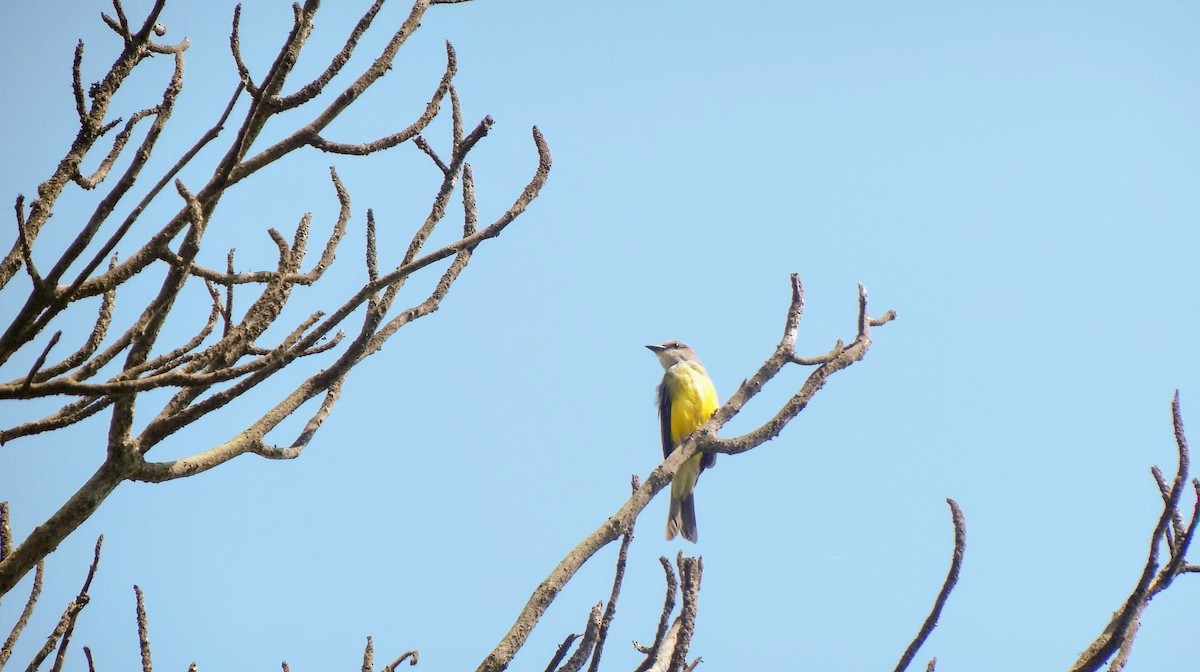 Tropical Kingbird - ML146258281