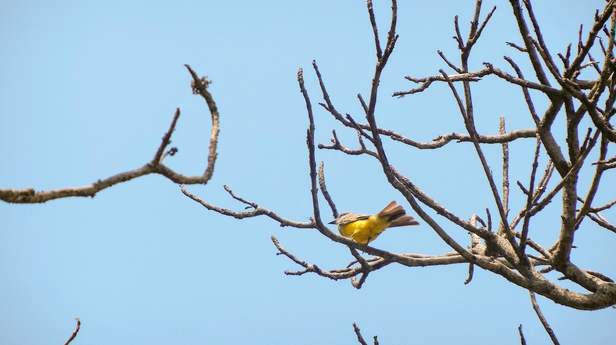 Tropical Kingbird - ML146258661