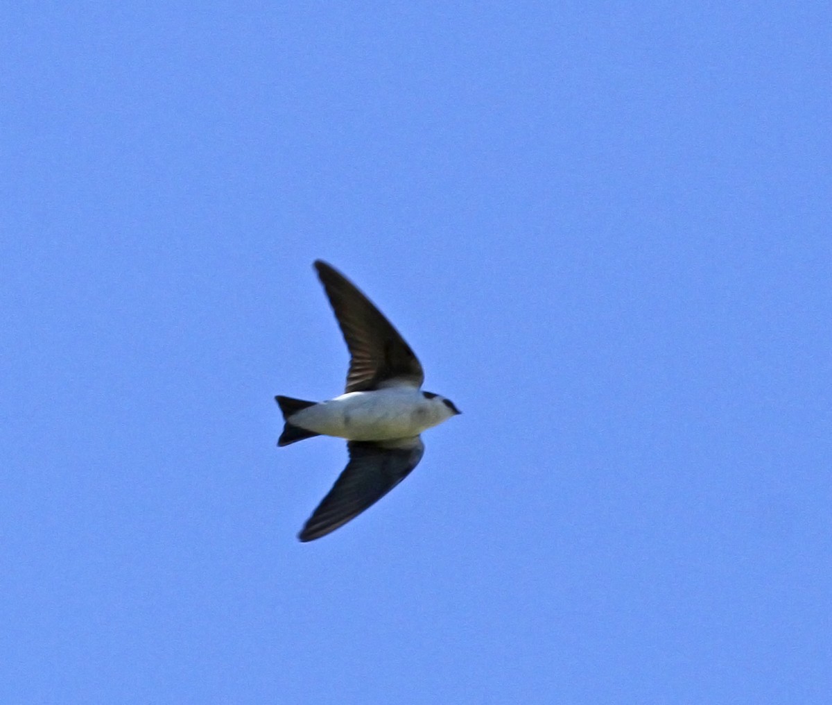 Violet-green Swallow - ML146259501