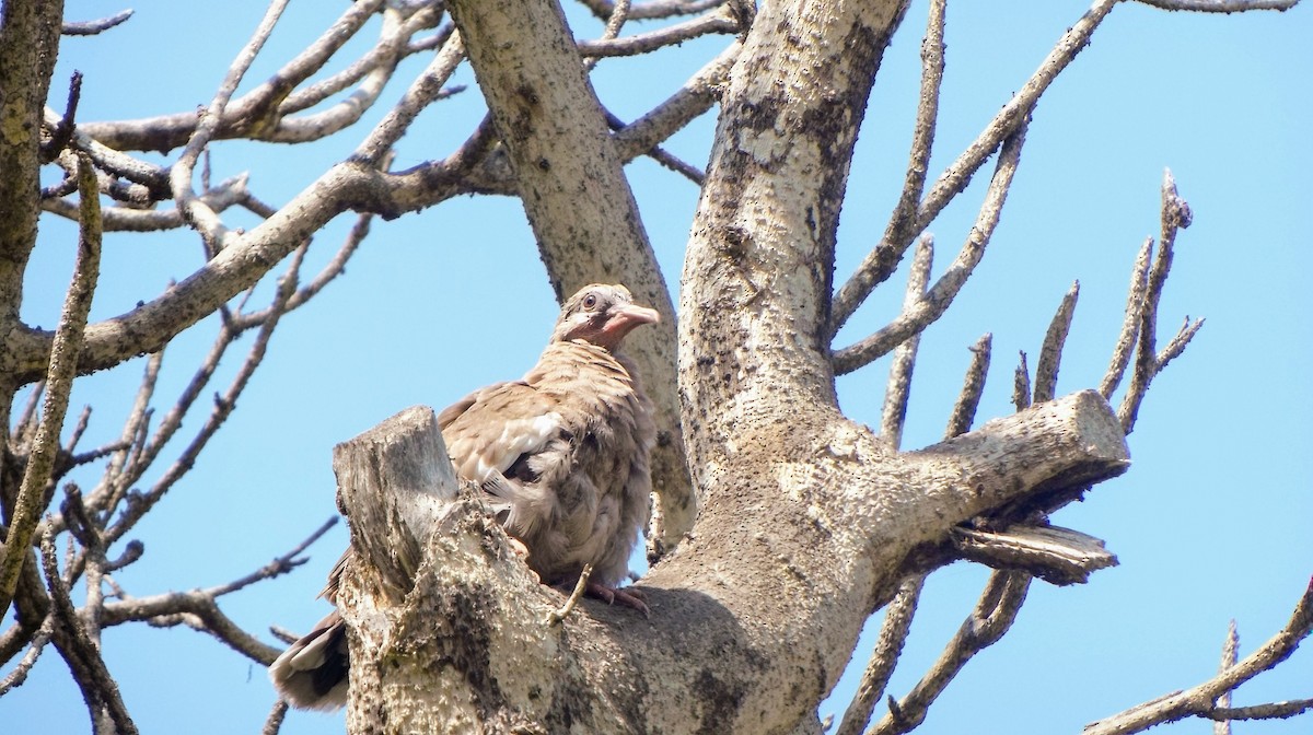 West Peruvian Dove - ML146260211