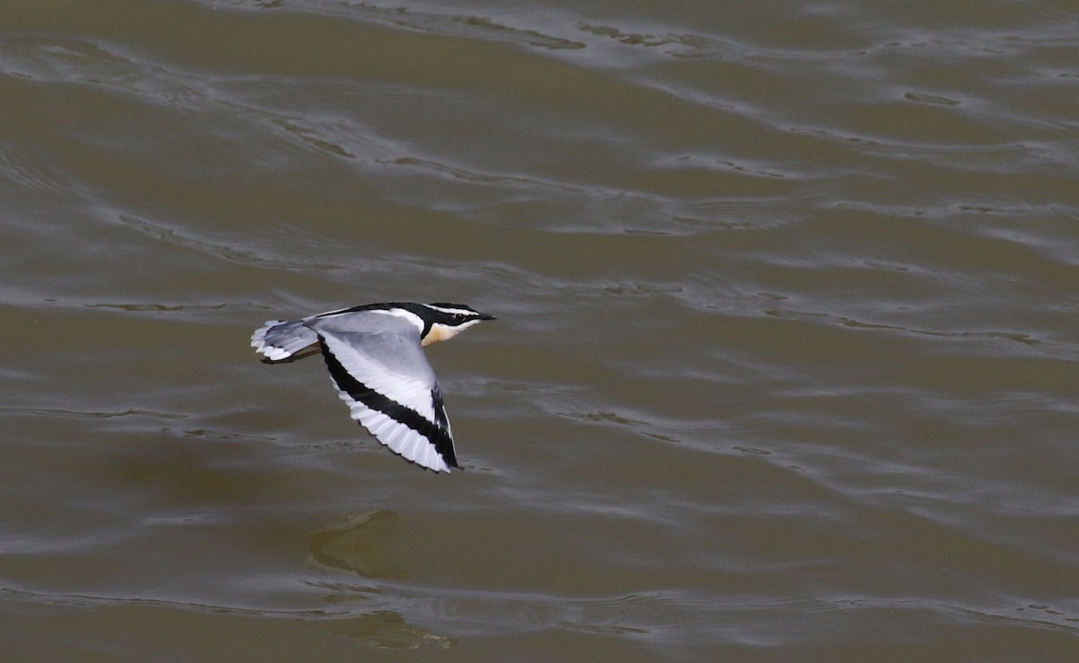 Egyptian Plover - Jay McGowan