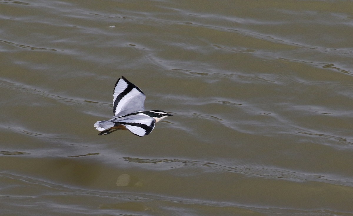 Egyptian Plover - ML146260231