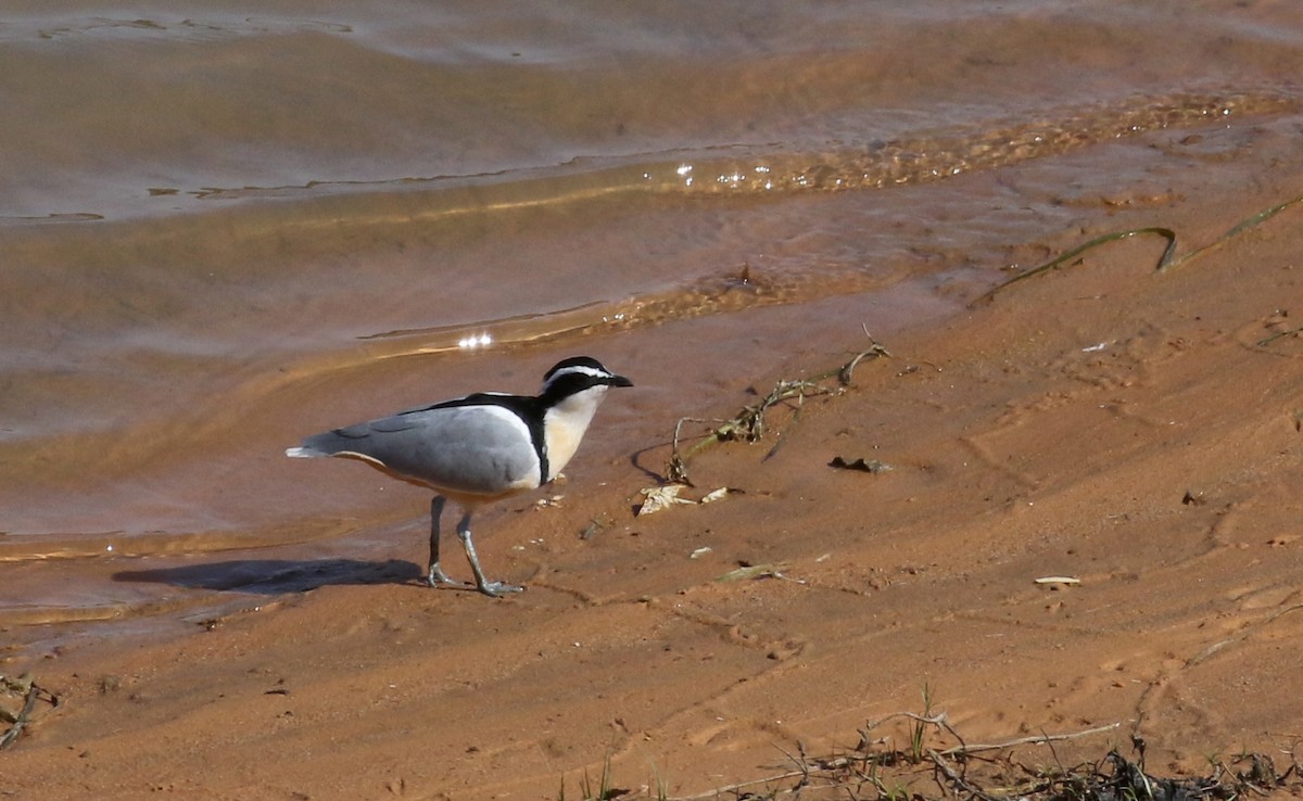 Egyptian Plover - ML146260331