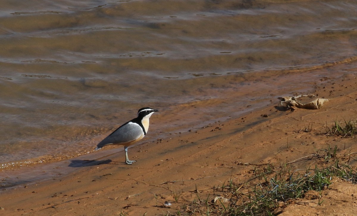 Egyptian Plover - Jay McGowan