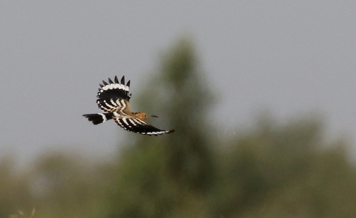 Eurasian Hoopoe (Eurasian) - ML146261411