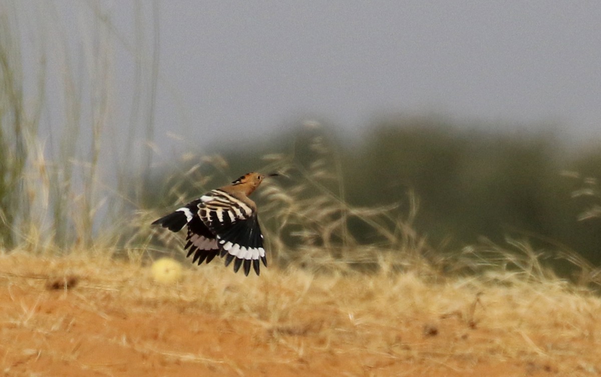 Eurasian Hoopoe (Eurasian) - ML146261421