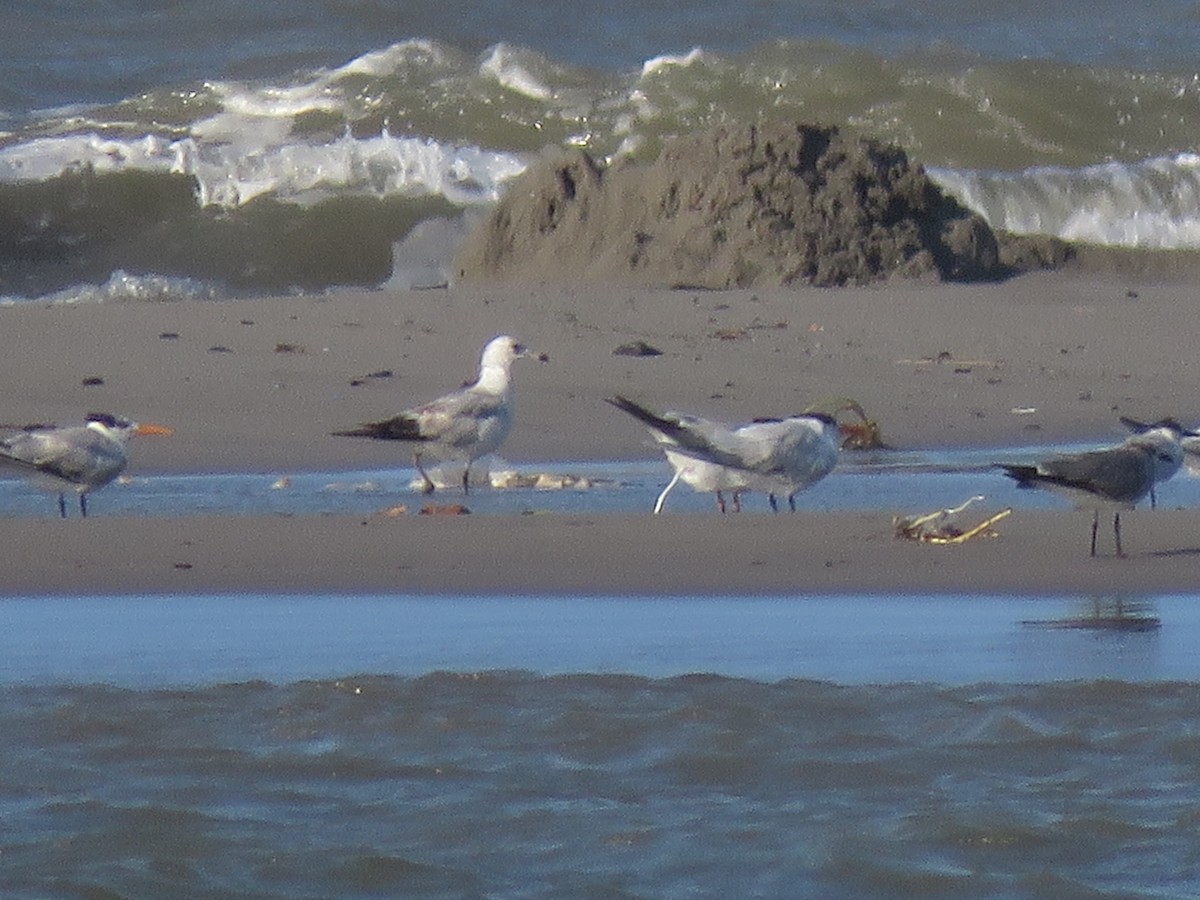 Ring-billed Gull - Jafeth Zablah