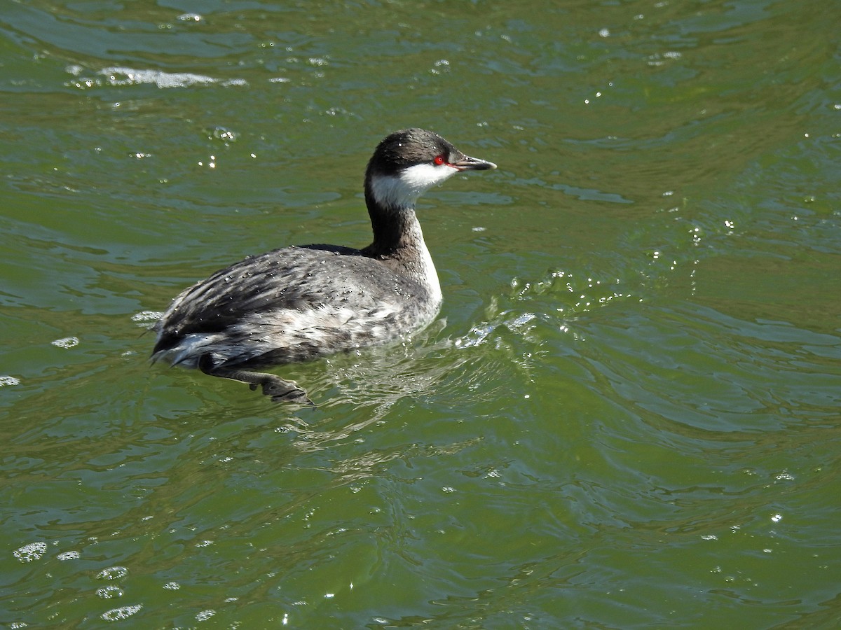 Horned Grebe - Mary Rumple