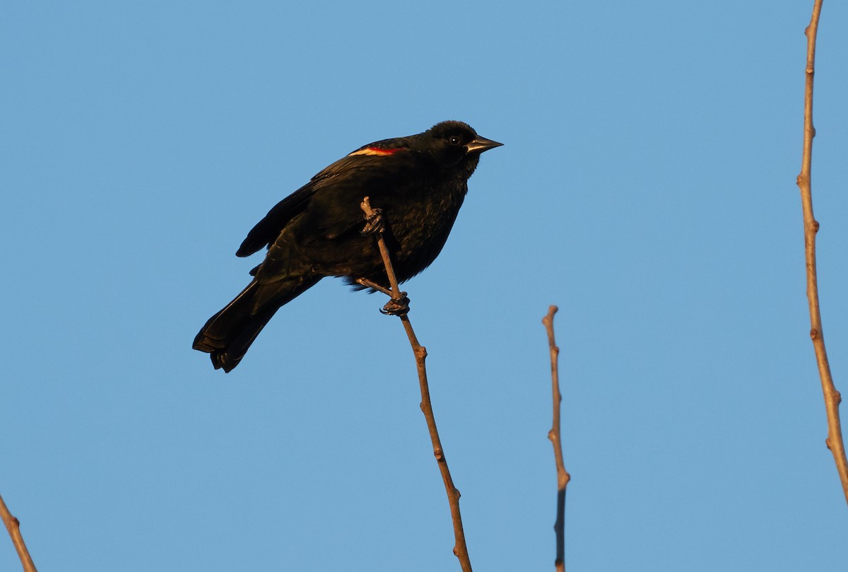 Red-winged Blackbird - ML146264151