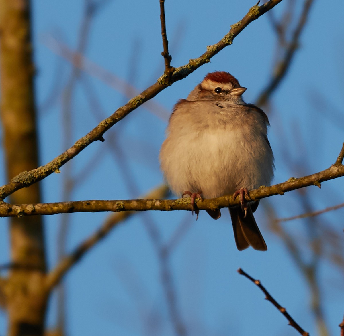 Chipping Sparrow - ML146264471