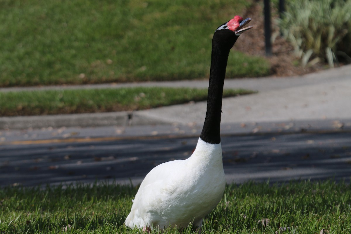 Black-necked Swan - ML146267341