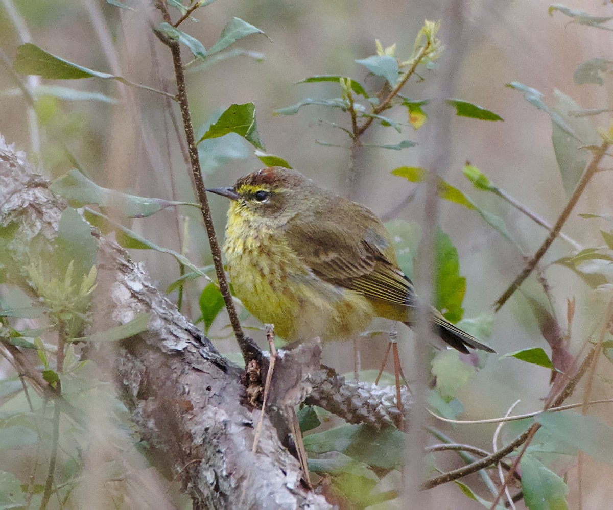 Palm Warbler - ML146268341