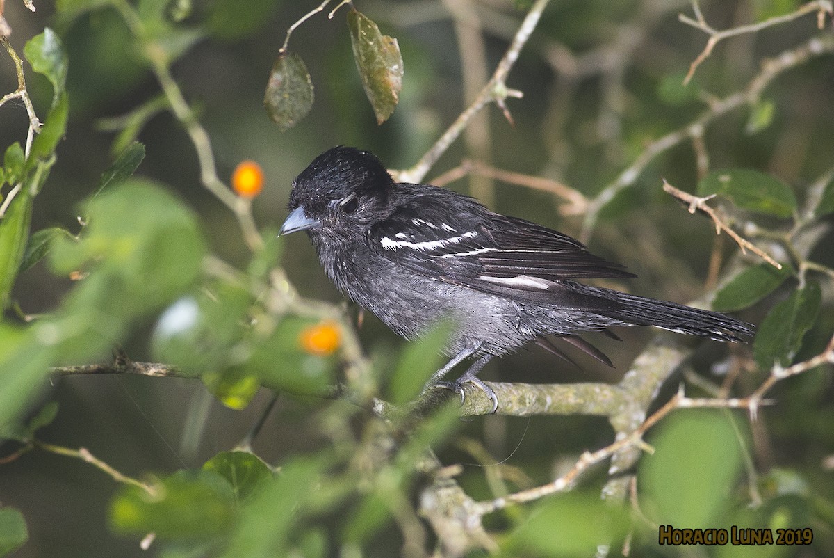 White-winged Becard - ML146268481