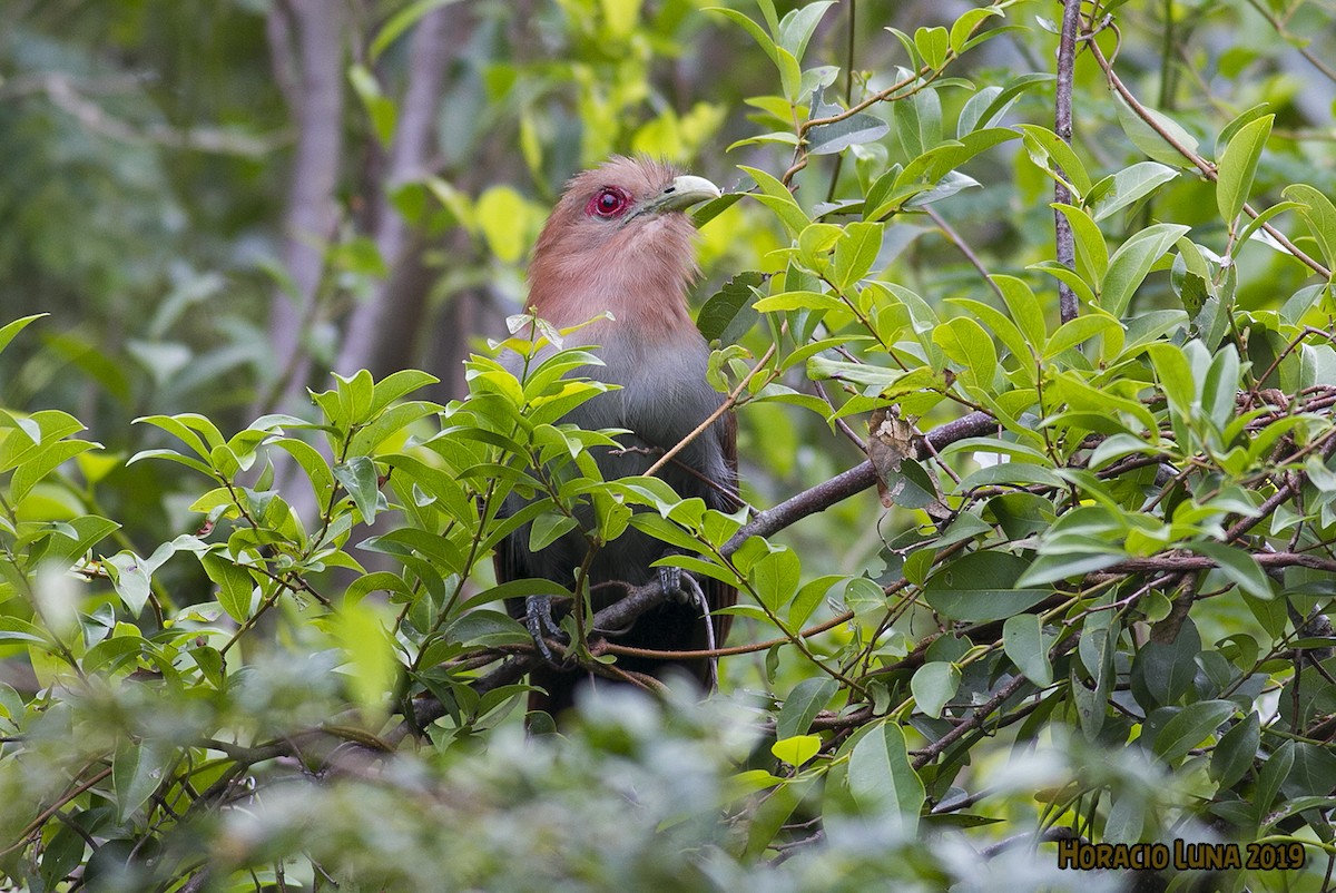 Squirrel Cuckoo - ML146269261