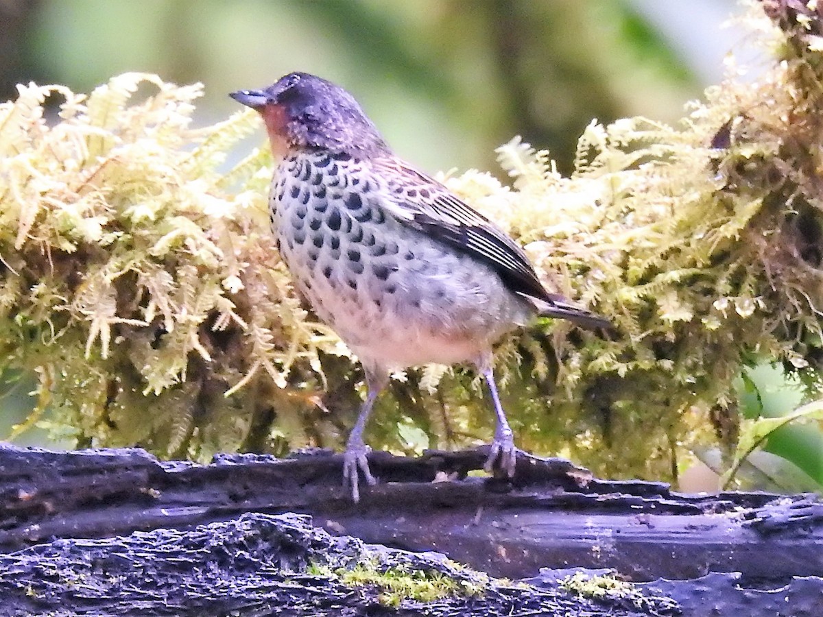 ノドアカフウキンチョウ - ML146270461