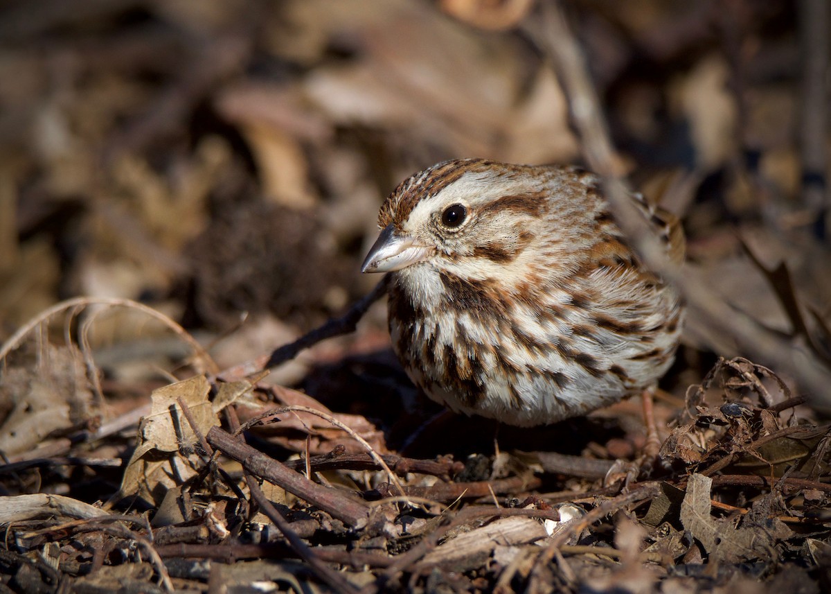 Song Sparrow - ML146270691