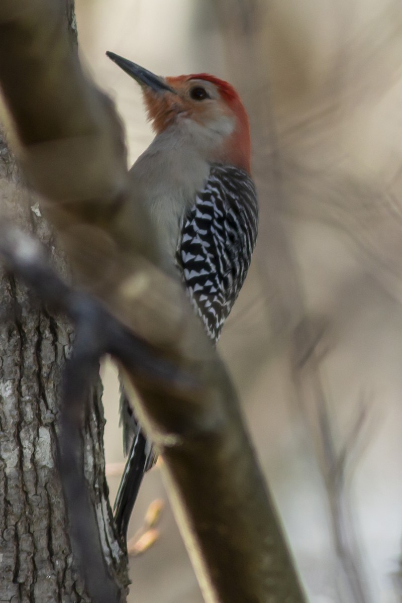 Red-bellied Woodpecker - George Holt