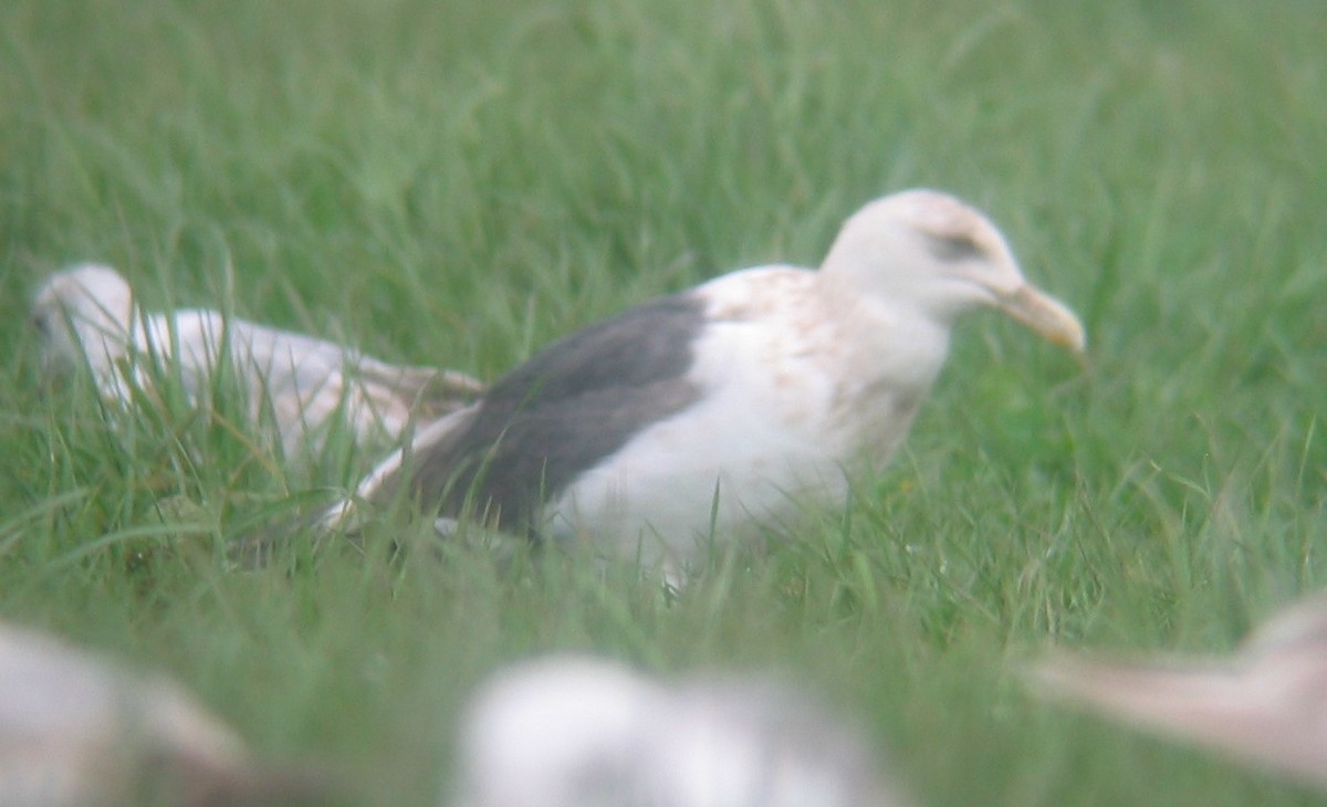 Slaty-backed Gull - ML146271101