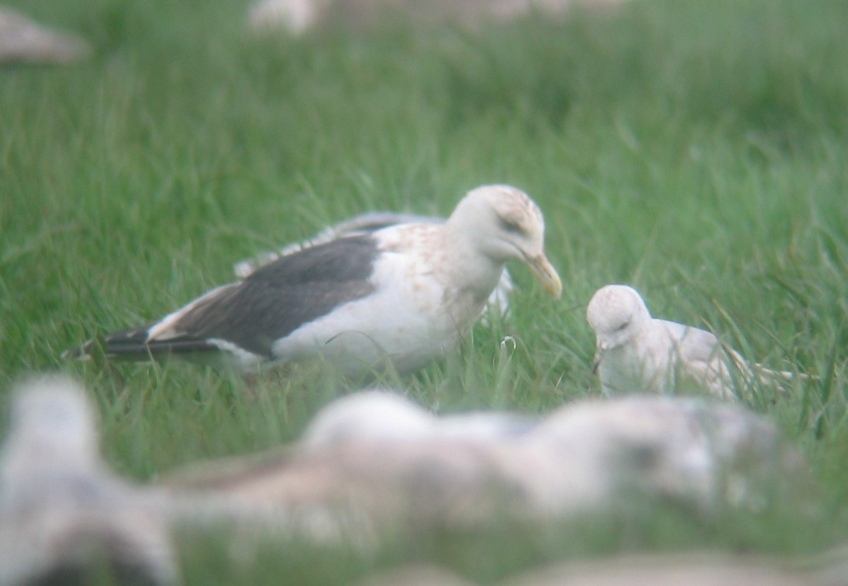 Slaty-backed Gull - ML146271131