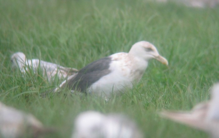 Slaty-backed Gull - ML146271311