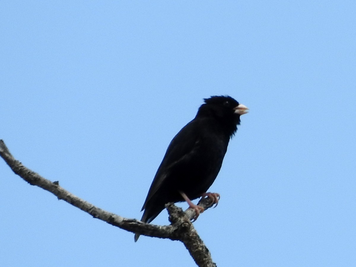 Purple Indigobird - Diane Thomas