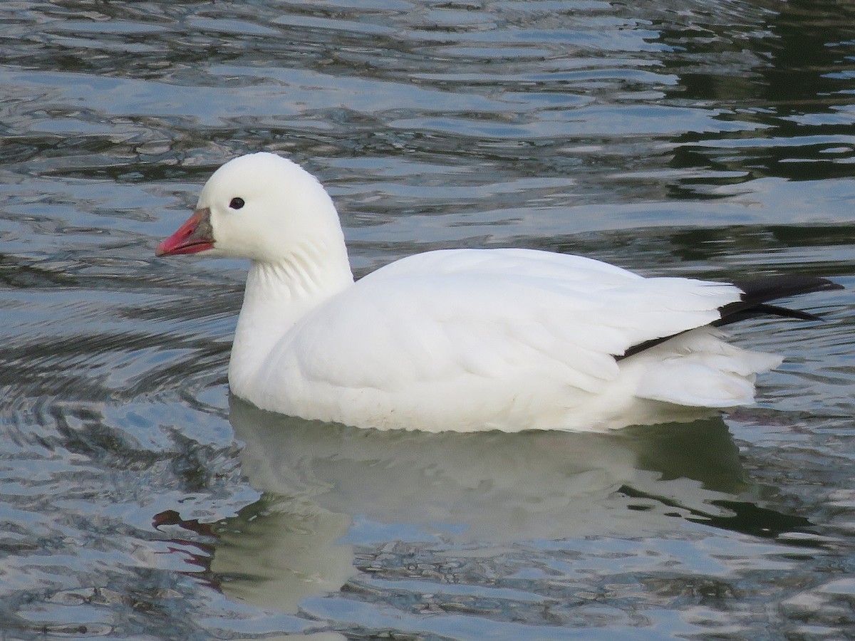 Ross's Goose - Kathy Hardiman