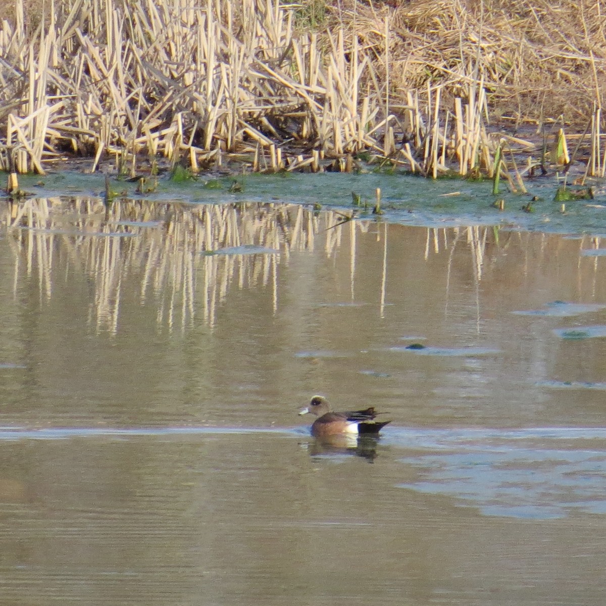 American Wigeon - Melissa Wales