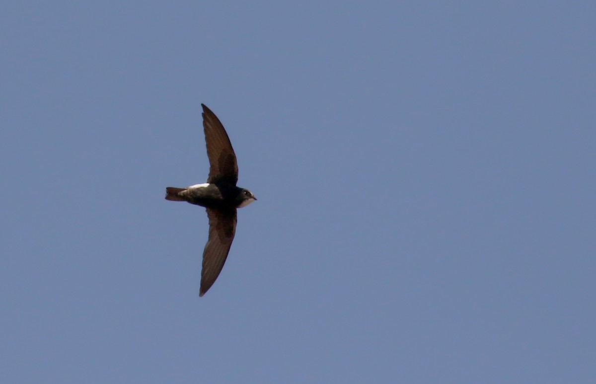 Little Swift (Little) - ML146274691