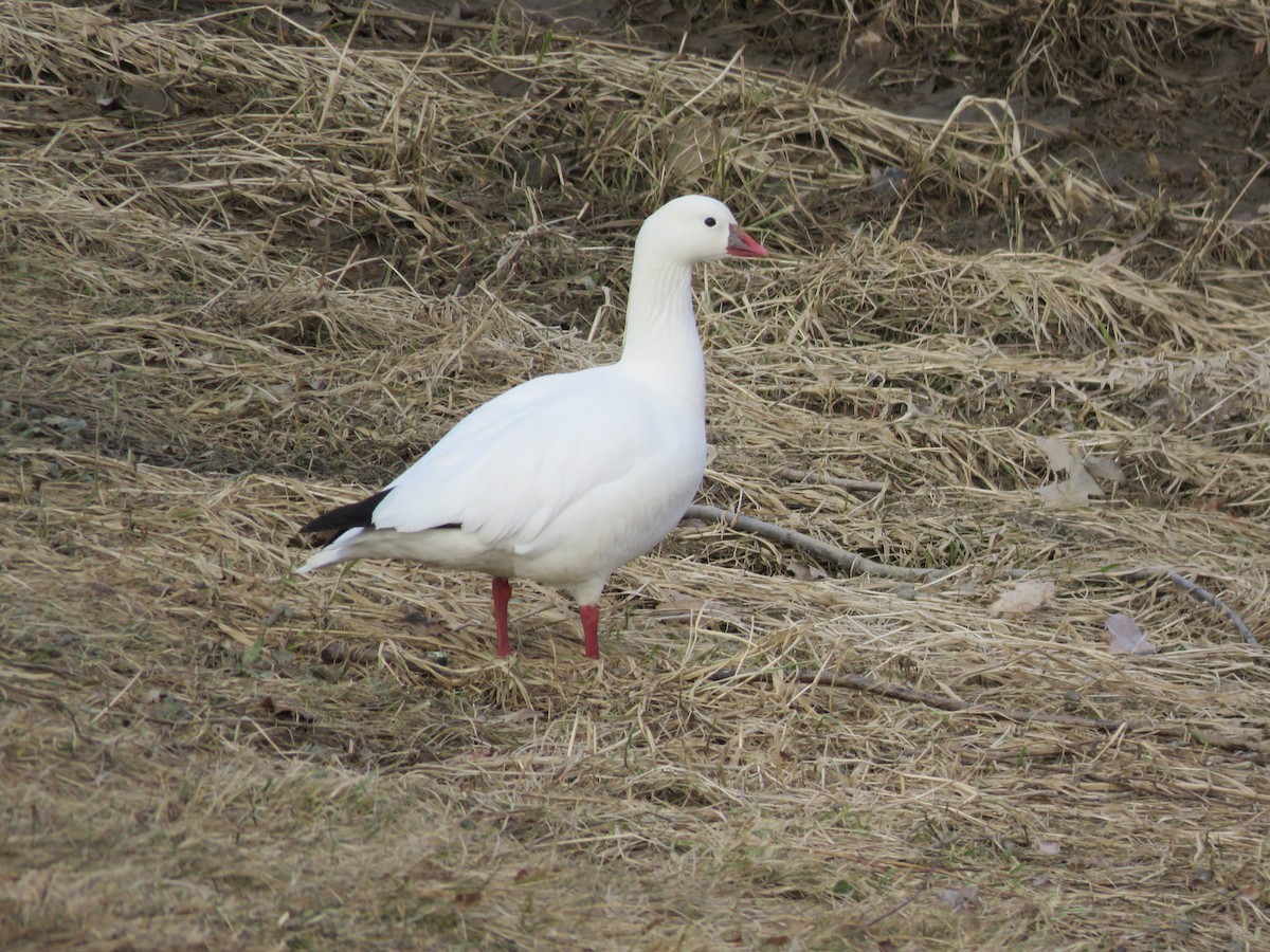 Ross's Goose - Kathy Hardiman