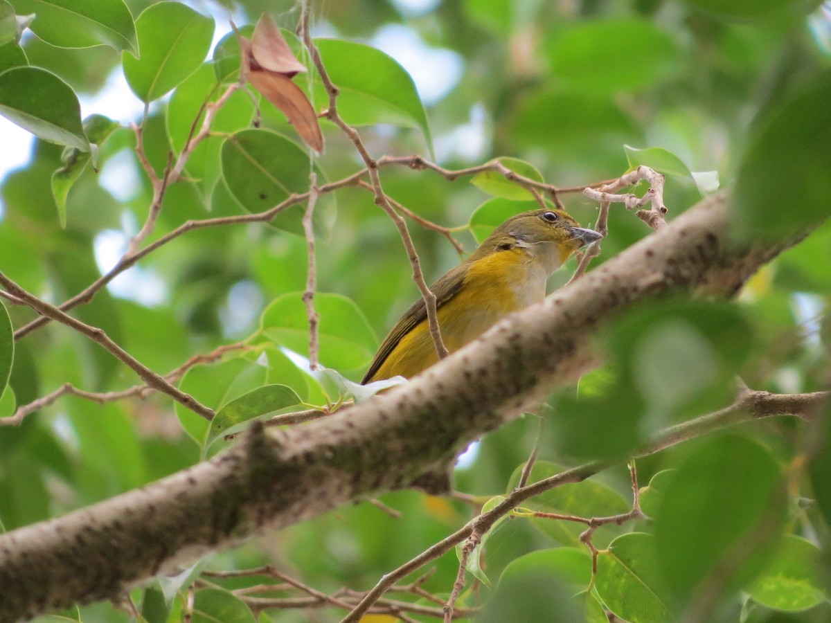 Yellow-throated Euphonia - ML146275701