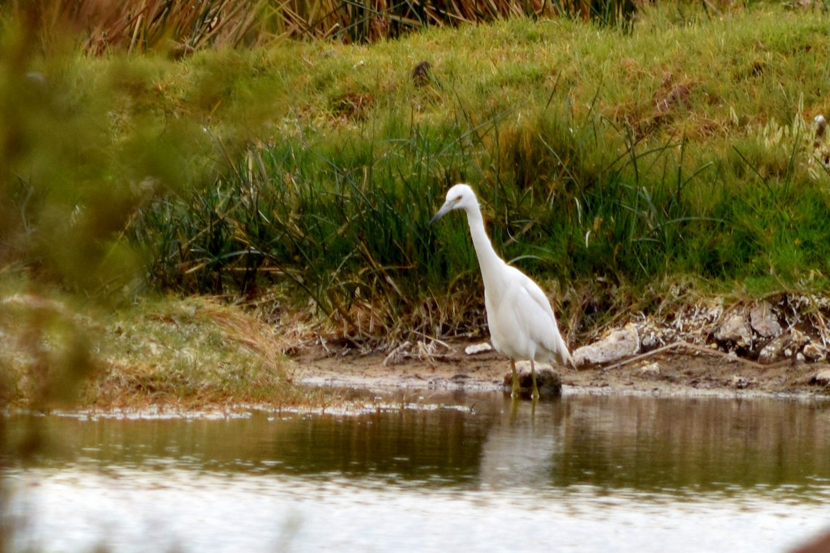 Little Blue Heron - ML146275831