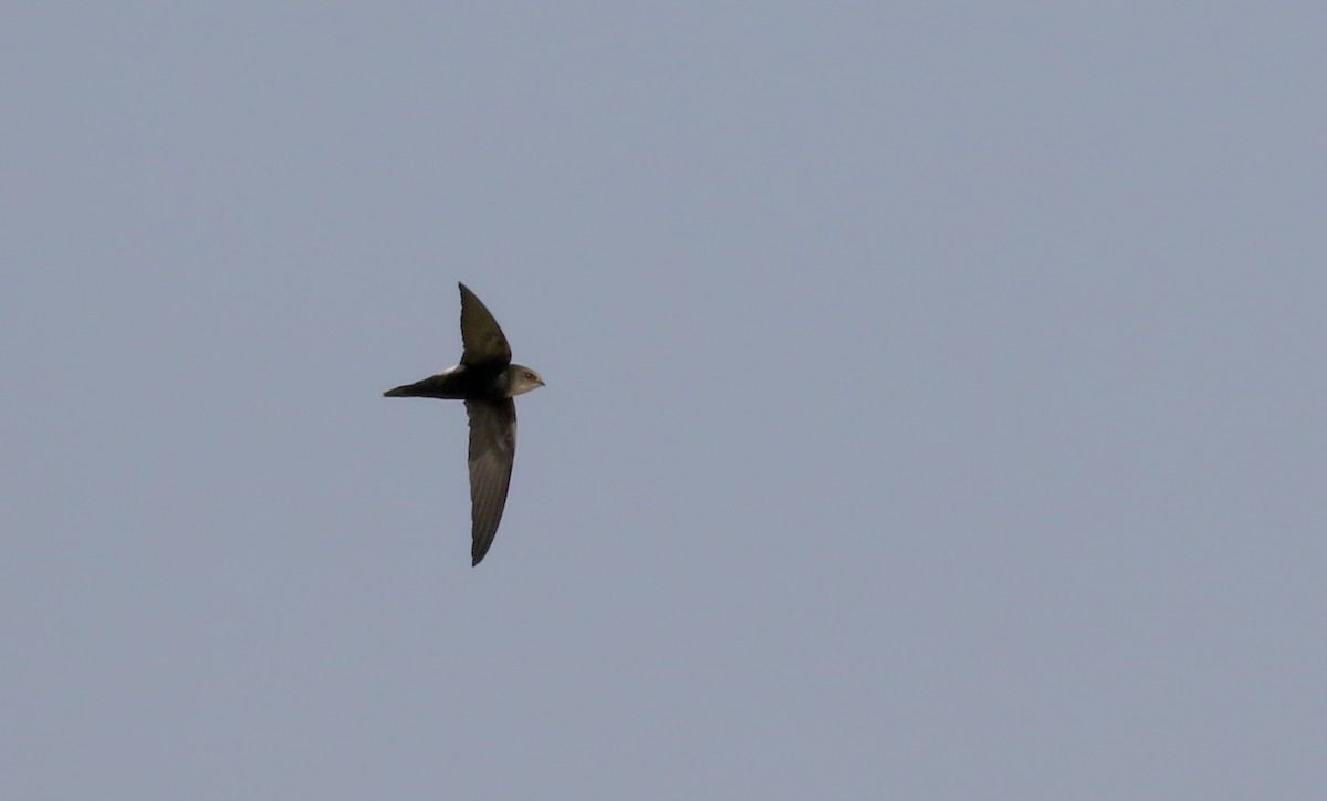 Horus Swift (White-rumped) - ML146276801