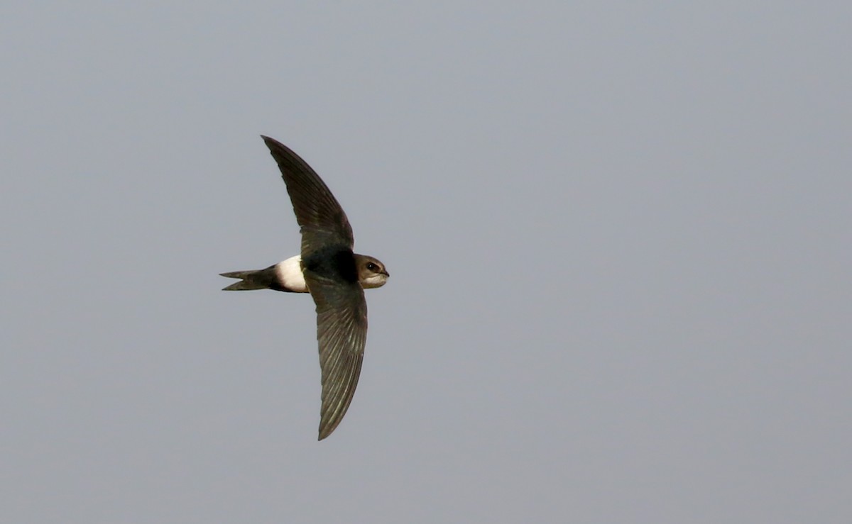 Horus Swift (White-rumped) - ML146277321