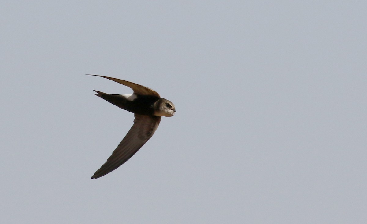 Horus Swift (White-rumped) - ML146277451