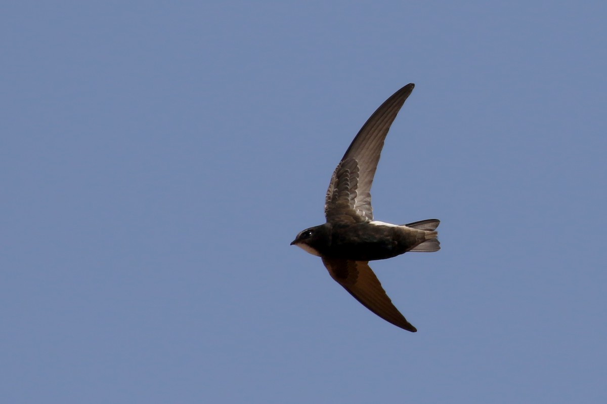 Little Swift (Little) - ML146277921