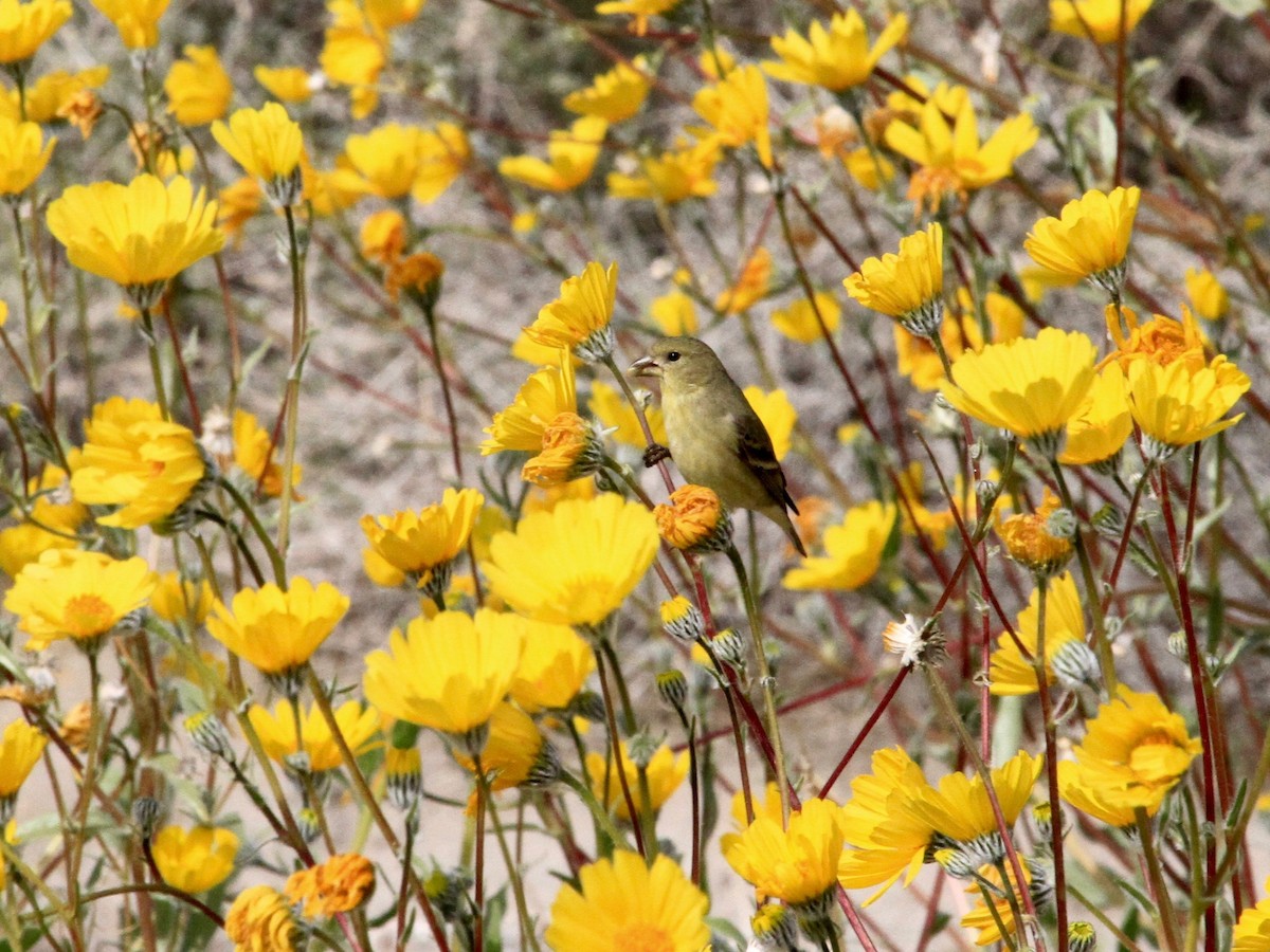 Lesser Goldfinch - ML146278041