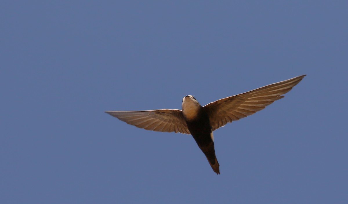 Horus Swift (White-rumped) - ML146278271